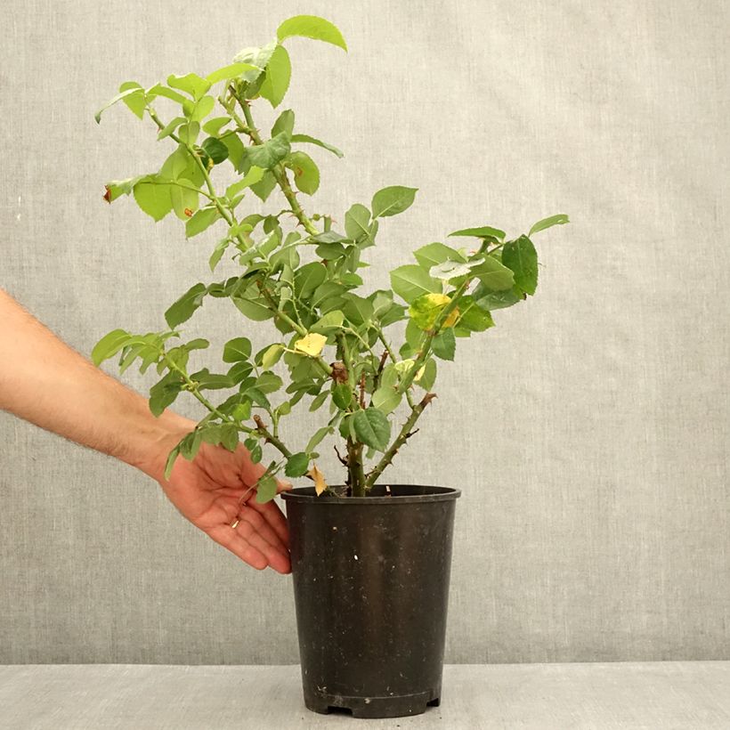 Amostra de Roseira de flor grande Pierre de Luxembourg Vaso de 4 L/5 L tal como entregue no verão