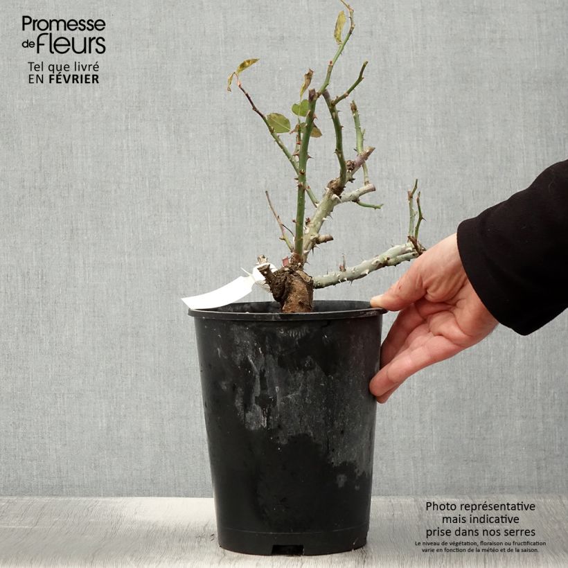 Amostra de Roseira de flor grande Pierre de Luxembourg Vaso de 4 L/5 L tal como entregue no inverno