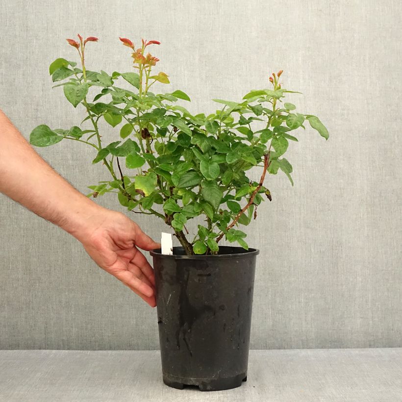 Amostra de Roseira de flor grande Pink Eureka Vaso de 4 L/5 L tal como entregue no verão