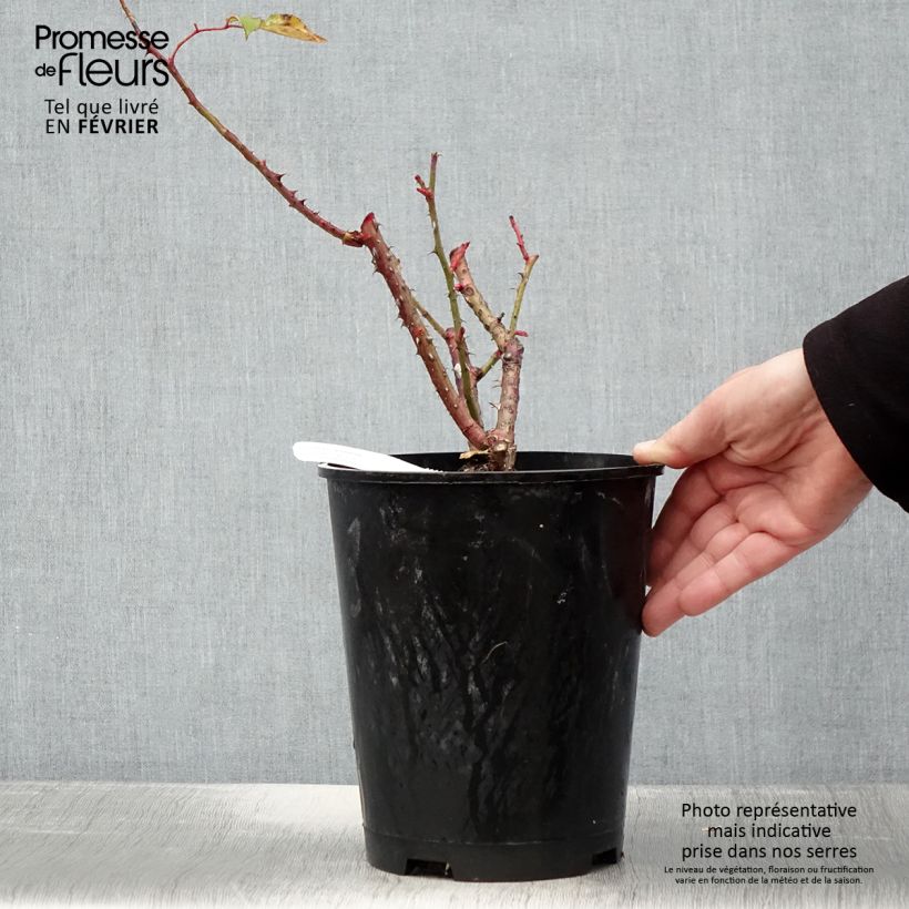 Amostra de Roseira de flor grande Pink Paradise Vaso de 3 L/4 L tal como entregue no inverno