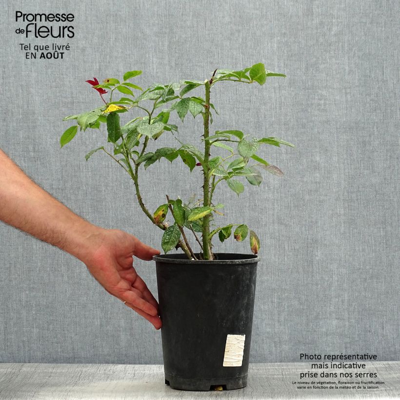 Amostra de Roseira de flor grande Poseidon Vaso de 4 L/5 L tal como entregue no verão