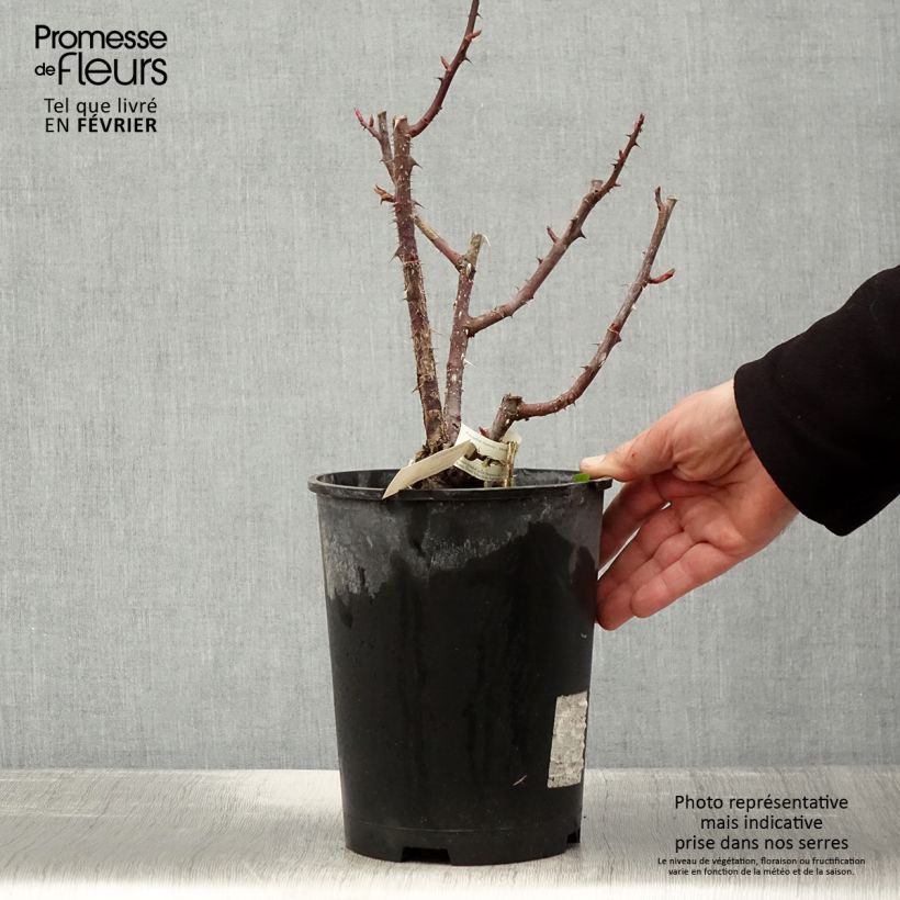 Amostra de Rosier à grandes fleurs Poseidon Pot de 4L/5L tal como entregue no inverno