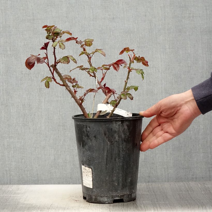 Amostra de Roseira de flor grande Poseidon Vaso de 4 L/5 L tal como entregue na primavera