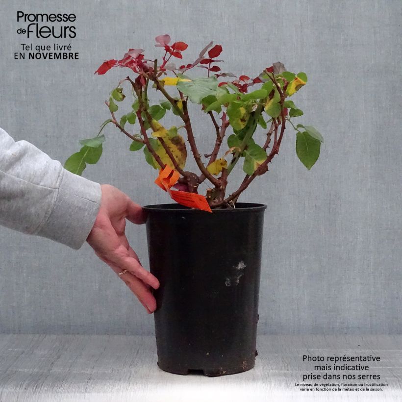 Amostra de Roseira de flor grande Prince Jardinier Vaso de 4 L/5 L tal como entregue no outono
