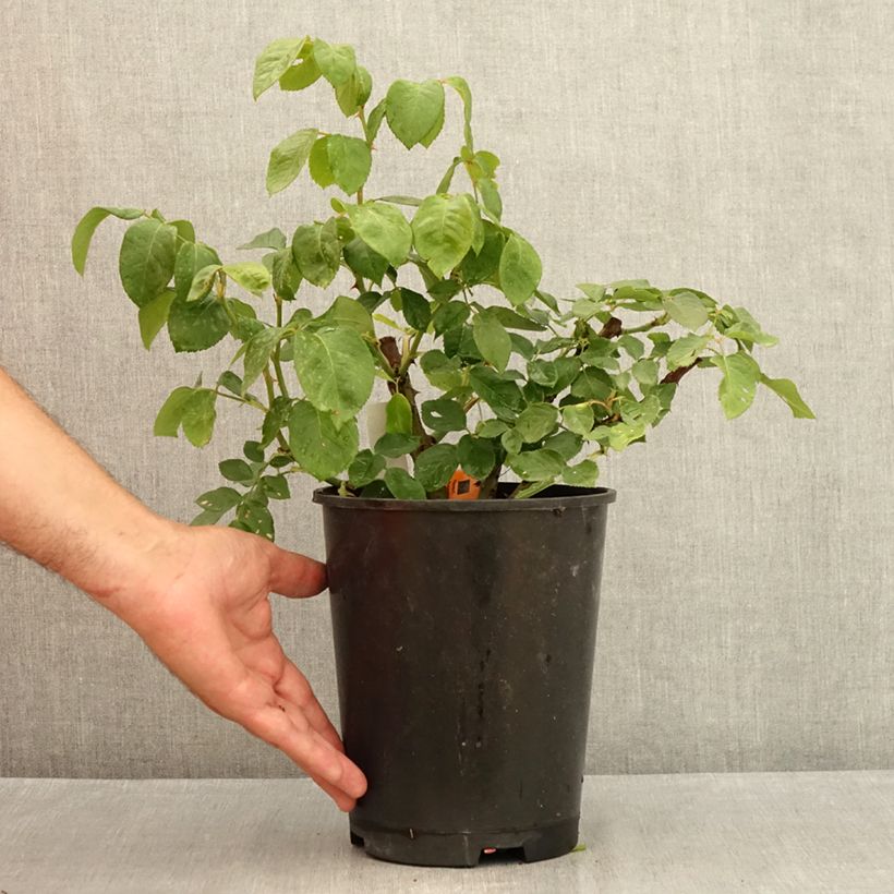 Amostra de Roseira de flor grande Prince Jardinier Vaso de 4 L/5 L tal como entregue no verão
