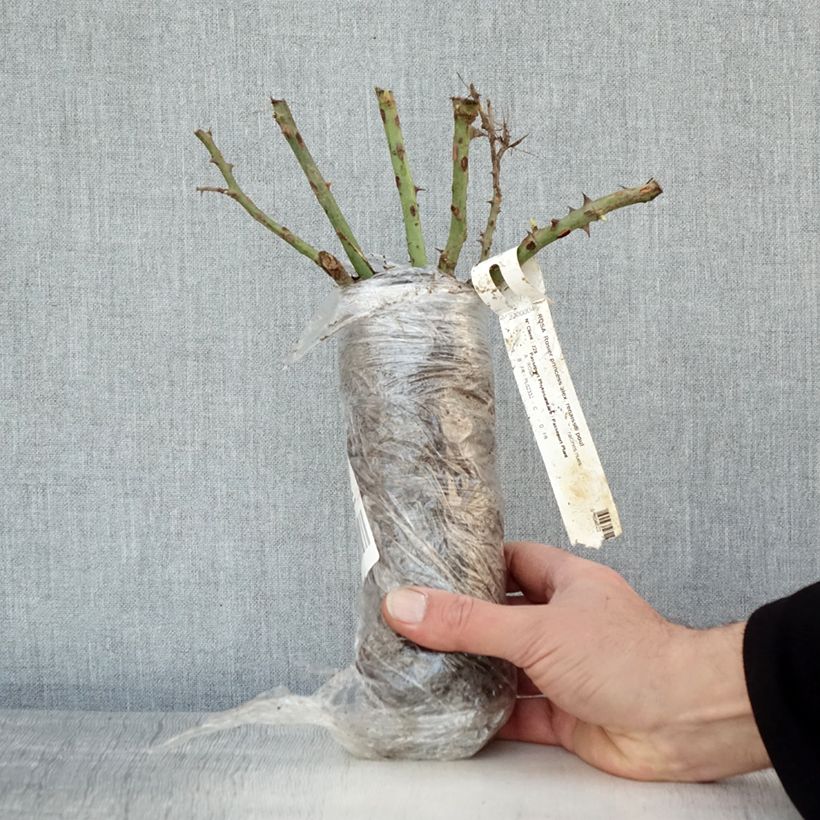 Amostra de Rosier à grandes fleurs Princesse Alexandra Renaissance Racines nues en motte tal como entregue no inverno