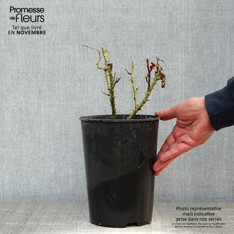 Amostra de Roseira de flor grande Princess Alexandra Renaissance Vaso de 4 L/5 L tal como entregue no outono
