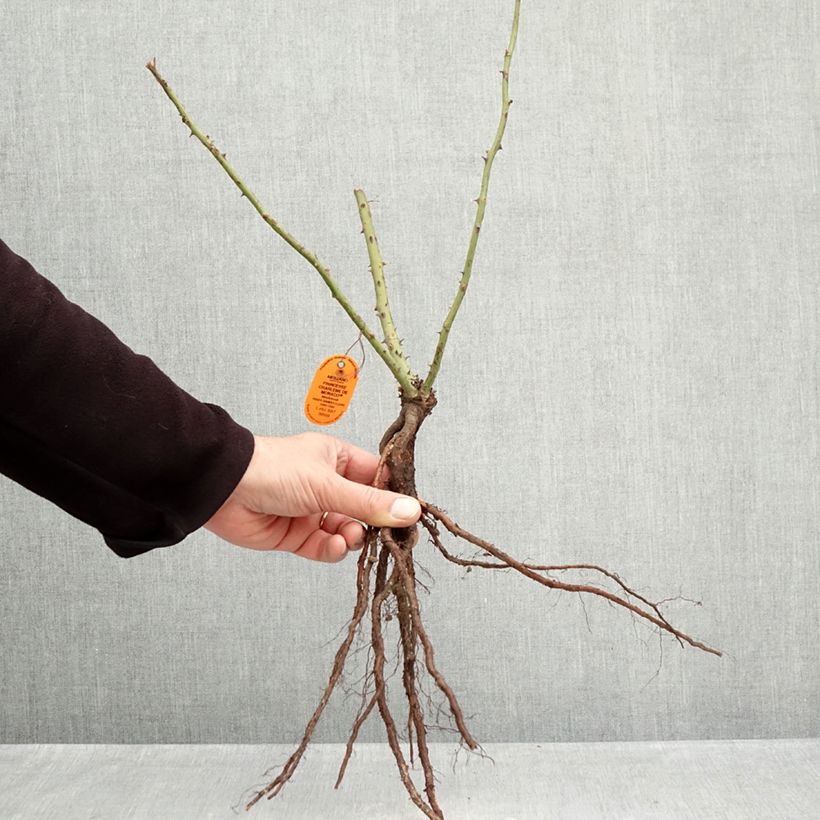 Amostra de Roseira de flor grande Princesse Charlene de Monaco Raízes nuas tal como entregue no inverno