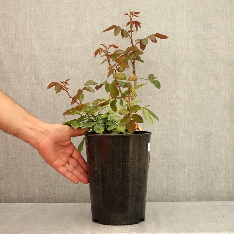 Amostra de Roseira de flor grande Princesse de Monaco Vaso de 4 L/5 L tal como entregue no verão