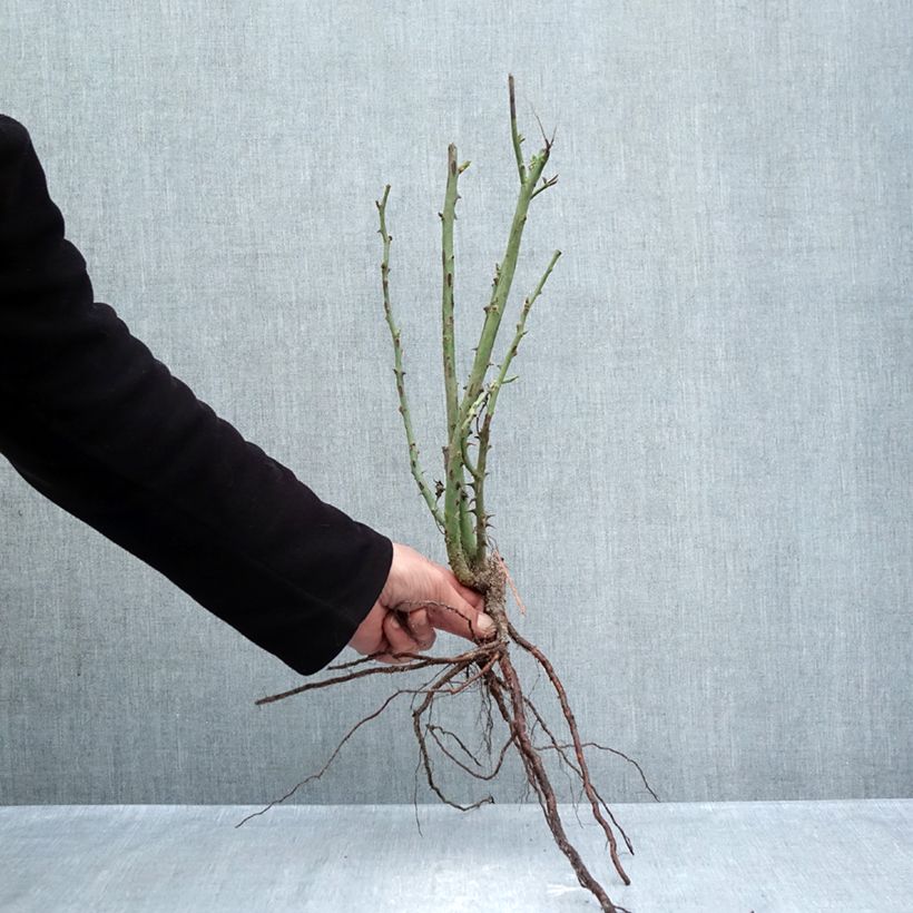 Amostra de Roseira de flor grande Princesse de Monaco Raízes nuas tal como entregue no inverno