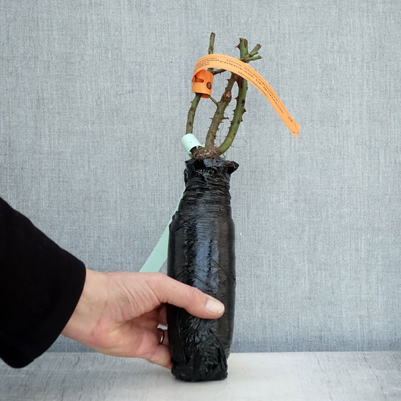 Amostra de Roseira de flor grande Princesse de Monaco Raízes nuas em torrão tal como entregue no inverno