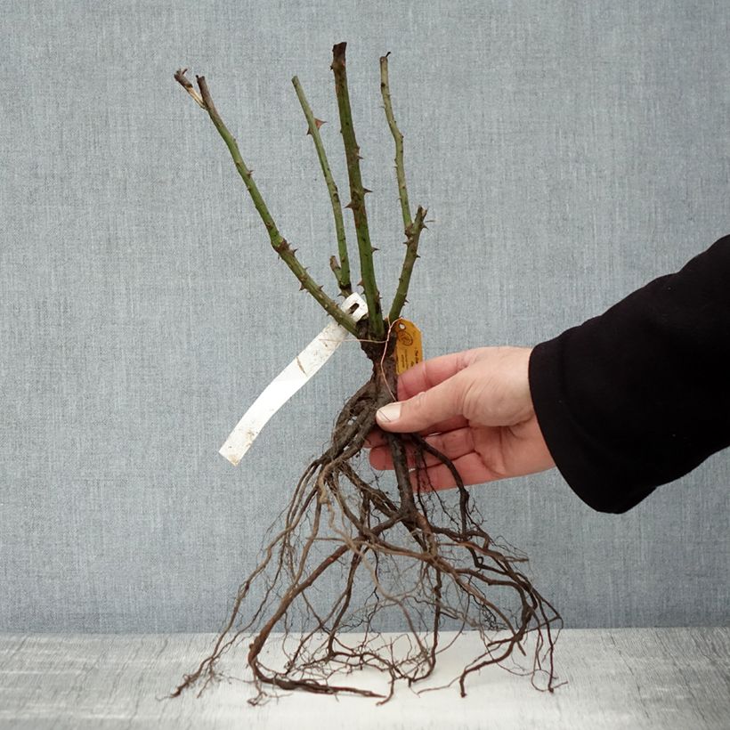 Amostra de Roseira de flor grande Queen Elisabeth Raízes nuas tal como entregue no inverno