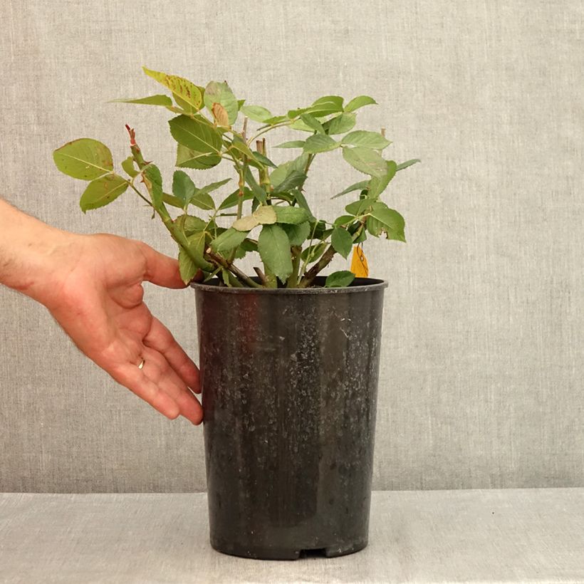 Amostra de Roseira de flor grande Queen Elisabeth Vaso de 4 L/5 L tal como entregue no verão