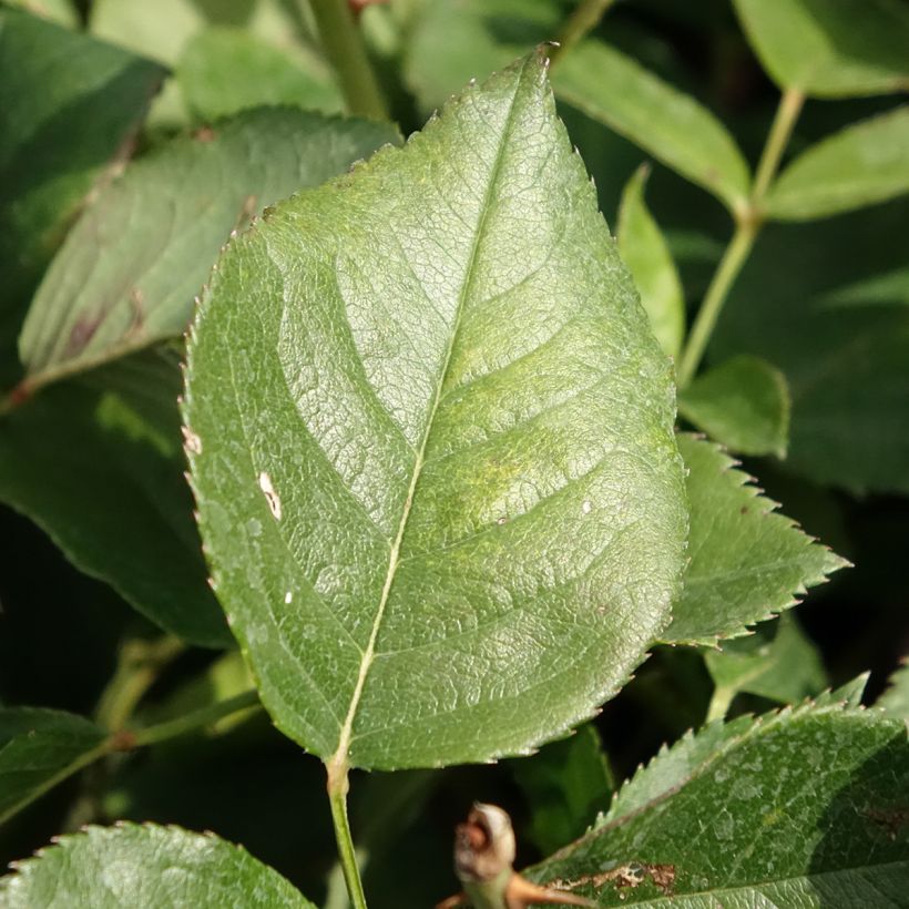 Roseira de flor grande Queen Elisabeth (Folhagem)