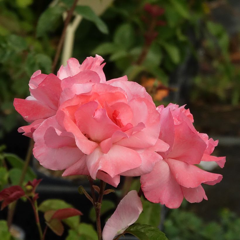Roseira de flor grande Queen Elisabeth (Floração)