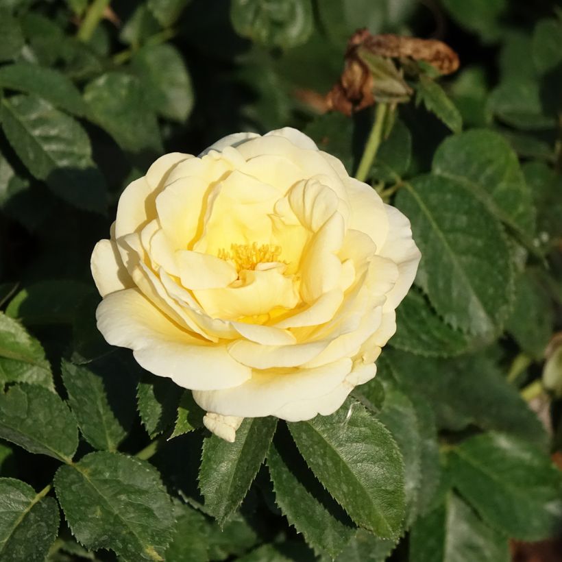 Roseira de flor grande Raffaello (Floração)