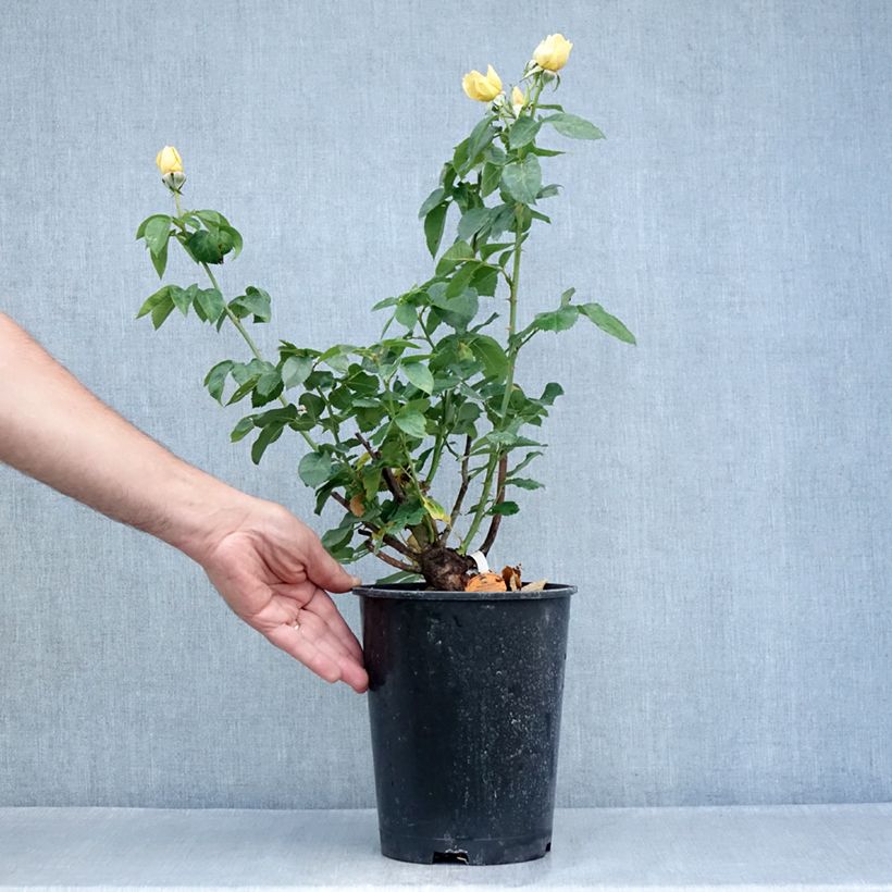 Amostra de Rosier à grandes fleurs Raffaello Pot de 4L/5L tal como entregue no verão