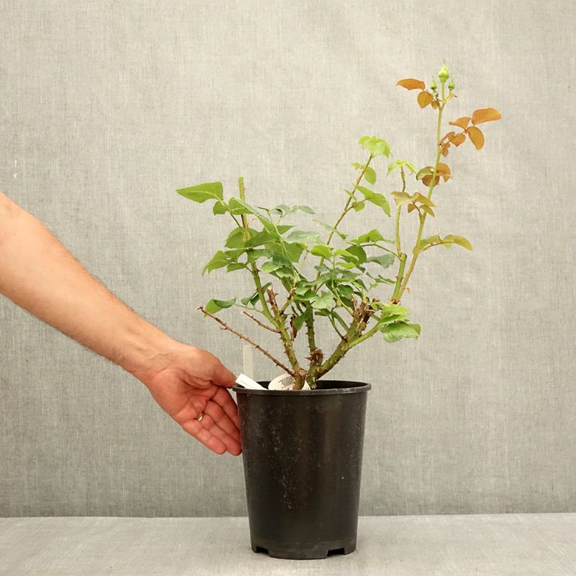 Amostra de Roseira de flor grande Ragazza Vaso de 4 L/5 L tal como entregue no verão