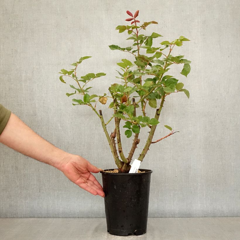 Amostra de Roseira de flor grande Rallye des Gazelles Vaso de 4 L/5 L tal como entregue na primavera