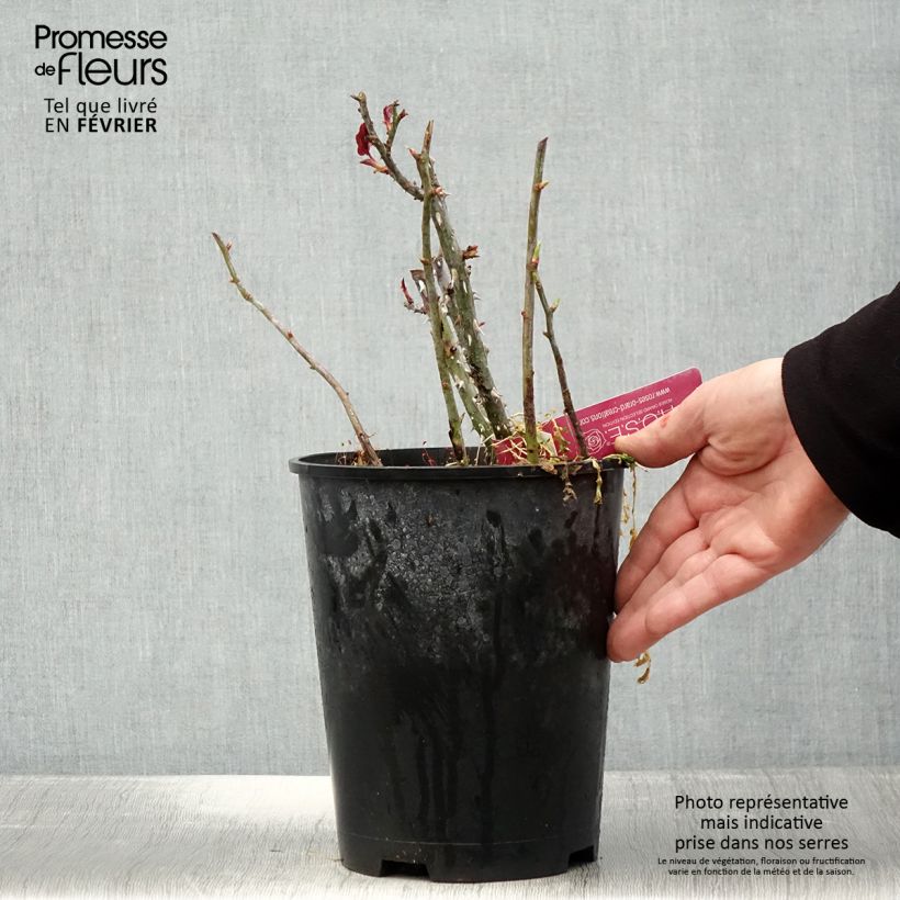 Amostra de Rosier à grandes fleurs Reine des Parfums® Vaso de 4 L/5 L tal como entregue no inverno