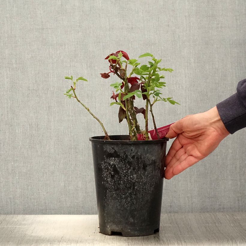 Amostra de Roseira de flor grande Reine des Parfums Vaso de 4 L/5 L tal como entregue na primavera