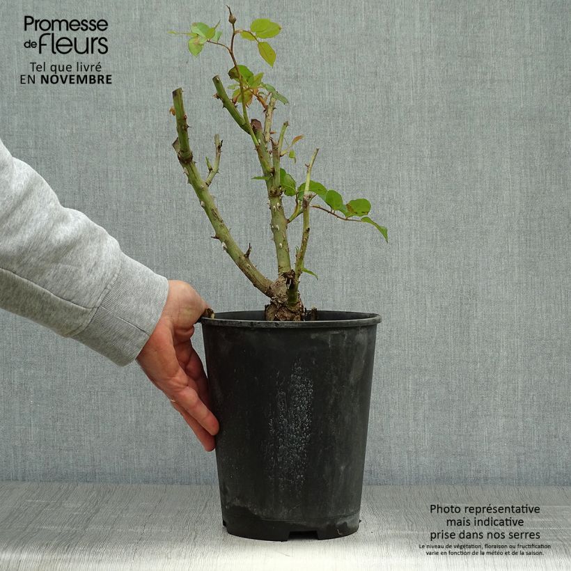 Amostra de Roseira de flor grande Remember® Vaso de 4 L/5 L tal como entregue no outono