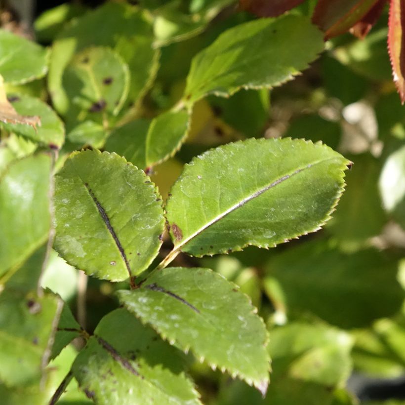 Roseira de flor grande Le Roi de Coeur (Folhagem)