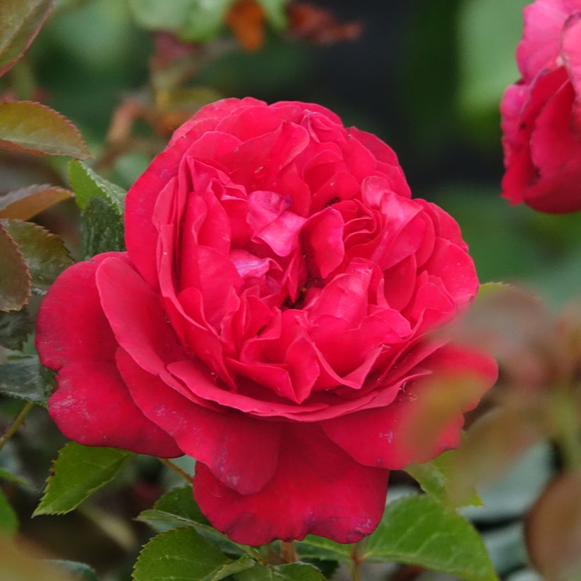 Roseira de flor grande Rose Clos Vougeot (Floração)