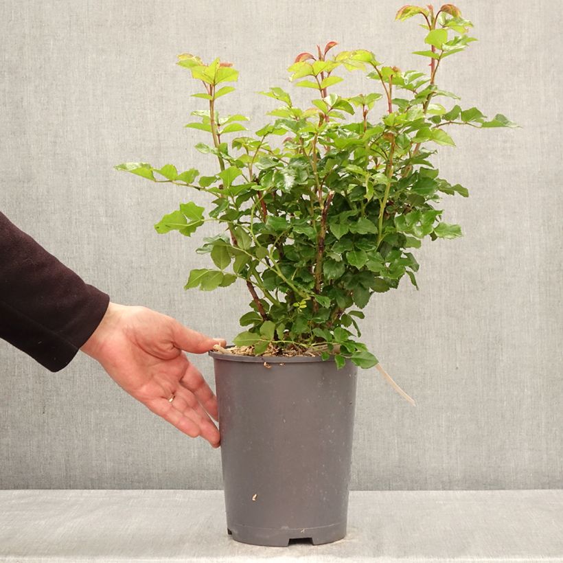 Amostra de Roseira de flor grande Rose der Hoffnung Vaso de 4 L/5 L tal como entregue na primavera