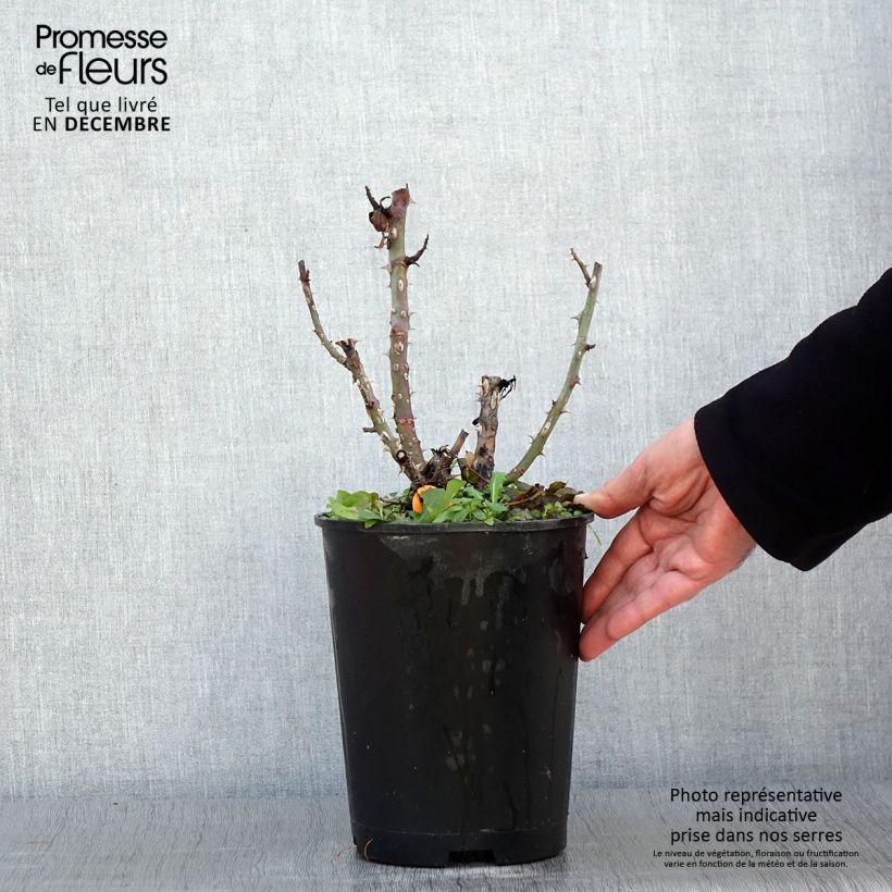 Amostra de Rosier à grandes fleurs Ruban Rouge Pot de 4L/5L tal como entregue no outono