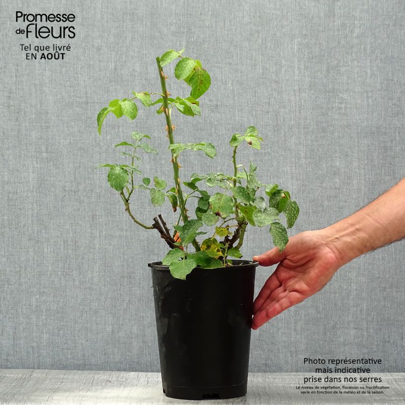Amostra de Roseira de flor grande Ruban Rouge - Rosa Vaso de 4 L/5 L tal como entregue no verão