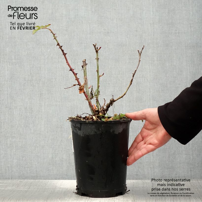 Amostra de Roseira de flor grande Ruban Rouge Vaso de 4 L/5 L tal como entregue no inverno