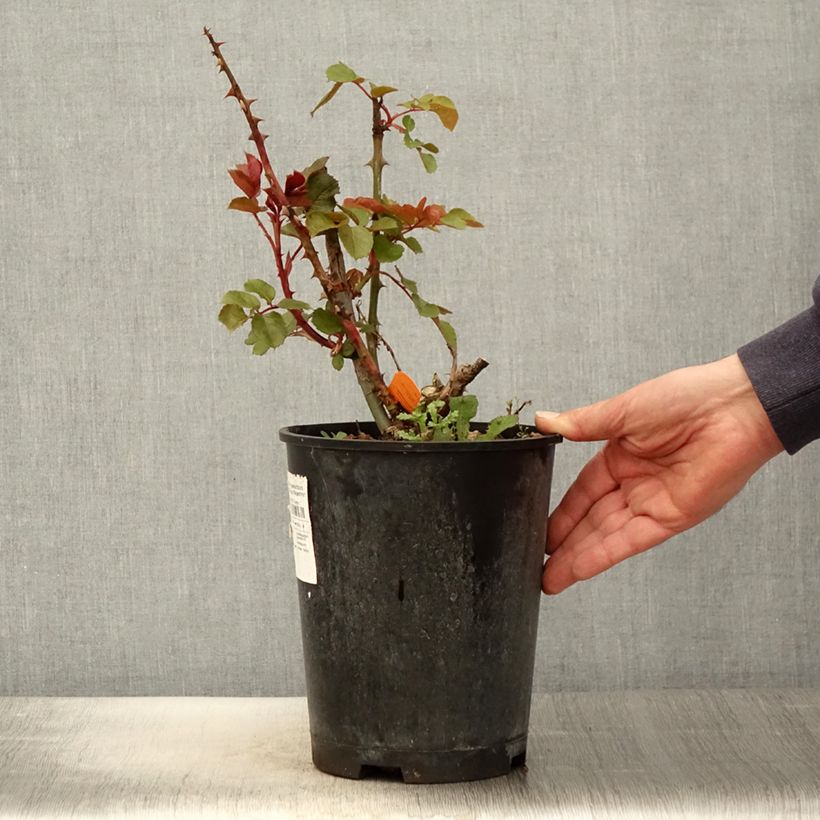 Amostra de Roseira de flor grande Ruban Rouge - Rosa Vaso de 4 L/5 L tal como entregue na primavera