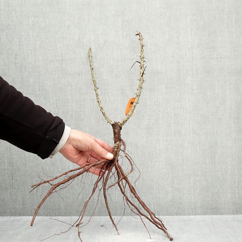 Amostra de Roseira de flor grande Ruban Rouge Raízes nuas tal como entregue no inverno