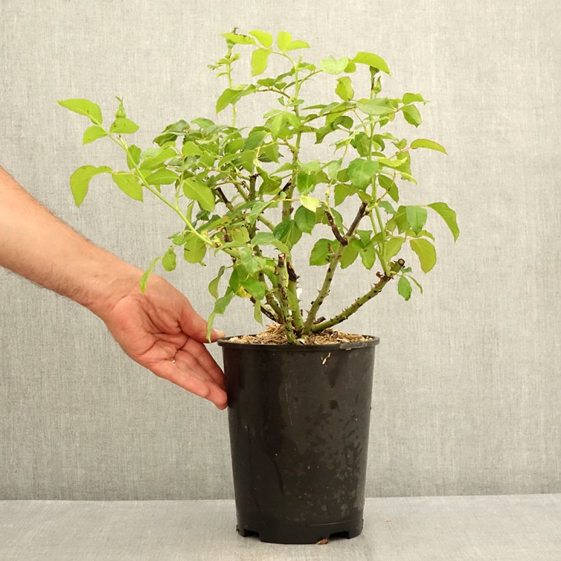 Amostra de Roseira de flor grande Sandrine Quétier Vaso de 4 L/5 L tal como entregue no verão