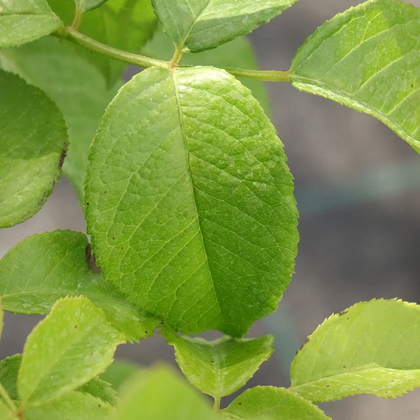 Roseira de flor grande Sandrine Quétier (Folhagem)