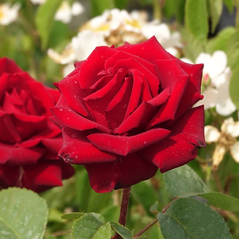 Roseira de flor grande Black Madonna (Floração)