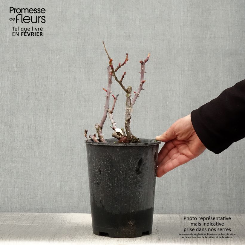 Amostra de Rosier à grandes fleurs Simone Veil Vaso de 4 L/5 L tal como entregue no inverno