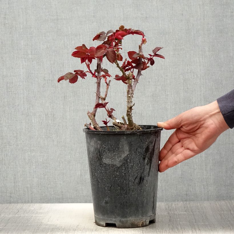 Amostra de Roseira de flor grande Simone Veil Vaso de 4 L/5 L tal como entregue na primavera