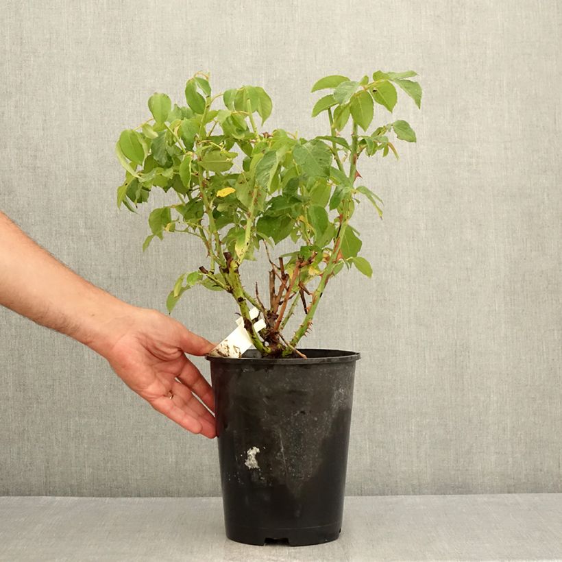 Amostra de Rosier à grandes fleurs Sophia Renaissance Vaso de 4 L/5 L tal como entregue no verão