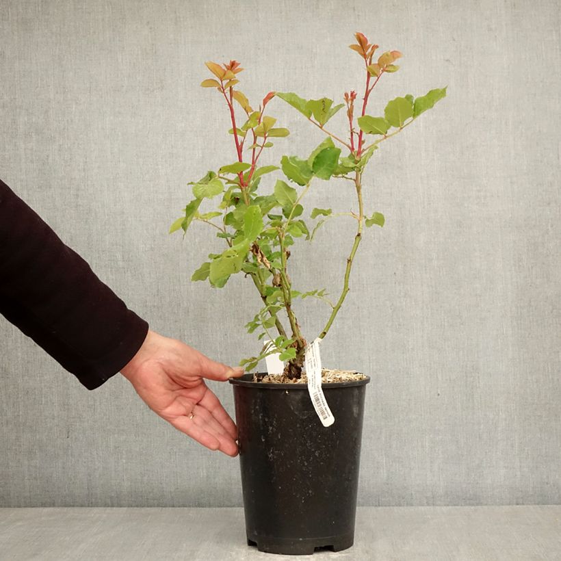 Amostra de Roseira de flor grande Sophie Rochas Vaso de 3 L/4 L tal como entregue na primavera