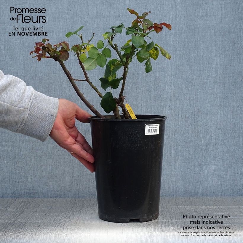 Amostra de Roseira de flor grande Souvenir de Baden-Baden Vaso de 4 L/5 L tal como entregue no outono