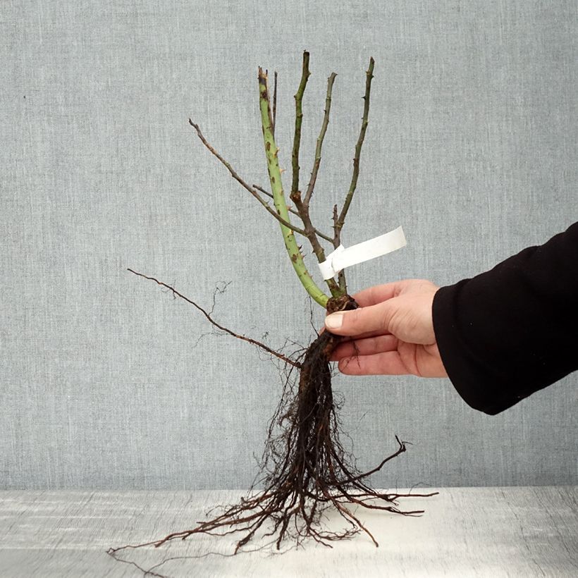 Amostra de Roseira de flor grande Souvenir de Baden-Baden Raízes nuas tal como entregue no inverno