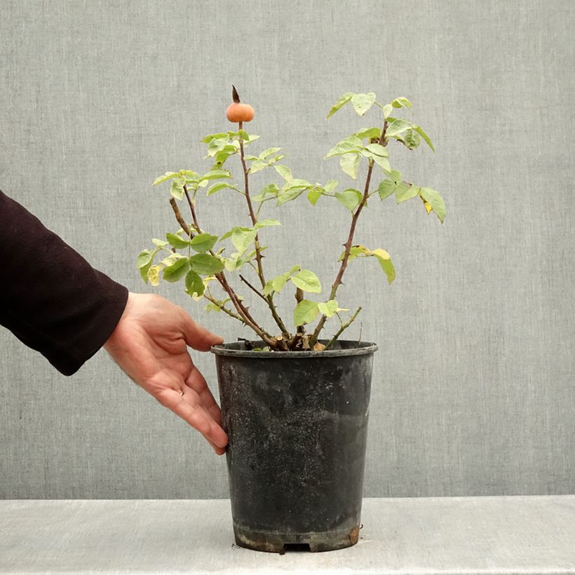 Amostra de Rosier à grandes fleurs Summertime Vaso de 4 L/5 L tal como entregue no outono