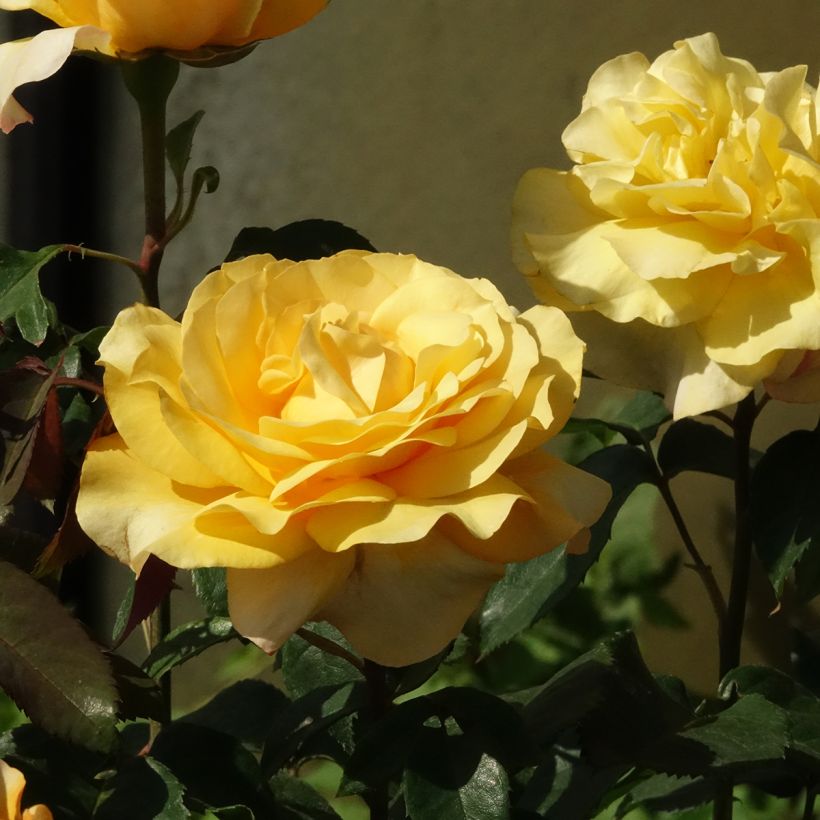 Roseira de flor grande Sunny Sky (Floração)