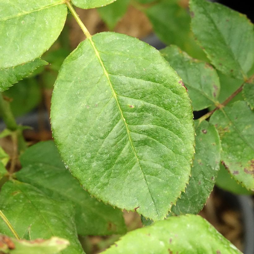 Roseira de flor grande Sweet Eureka (Folhagem)
