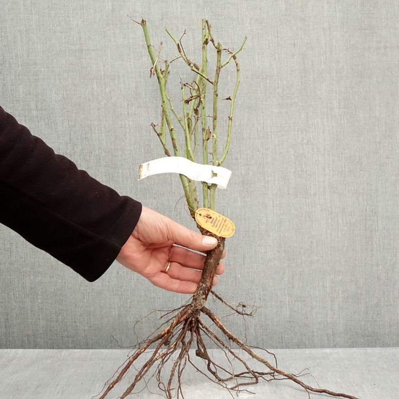 Amostra de Rosier à grandes fleurs Sweet Eureka Raízes nuas tal como entregue no inverno