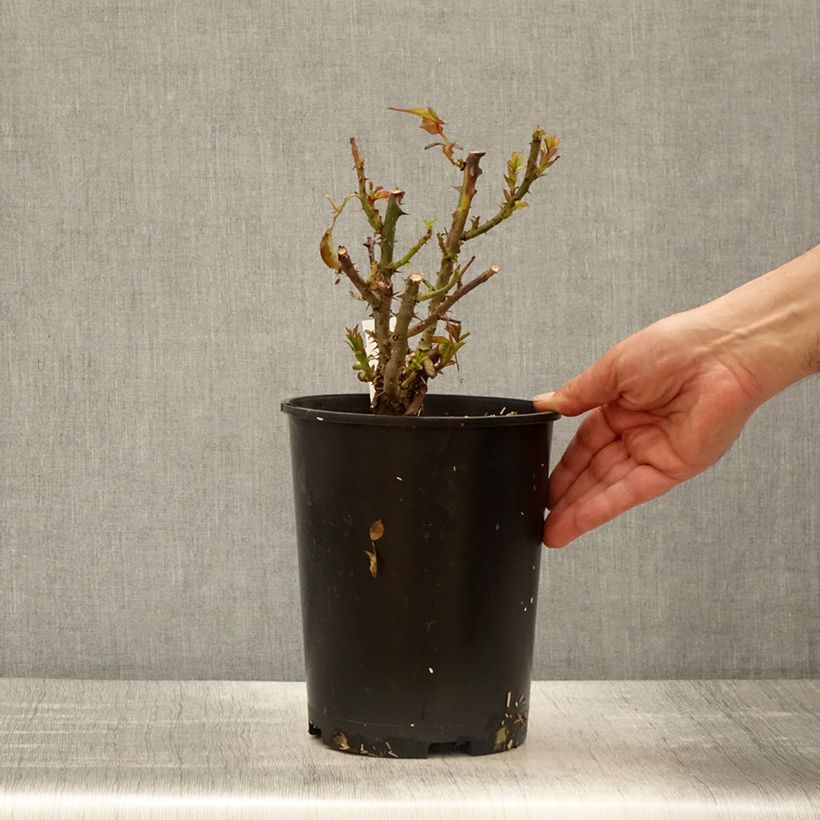 Amostra de Roseira de flor grande Terra Botanica Vaso de 4 L/5 L tal como entregue na primavera