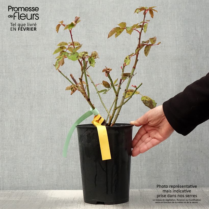 Amostra de Roseira de flor grande The McCartney Rose Vaso de 4 L/5 L tal como entregue no inverno