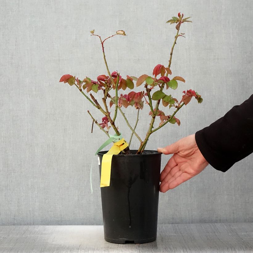 Amostra de Roseira de flor grande The McCartney Rose Vaso de 4 L/5 L tal como entregue na primavera